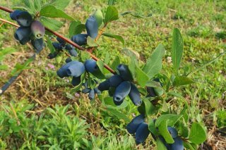 La camérise ressemble à la myrtille